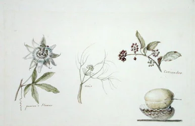 Fiore della passione, anice e coriandolo