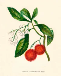 Corbezzolo, o albero di fragole, c1891