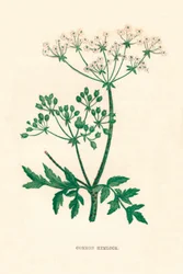 Cicuta comune, c. 1891