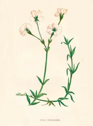 Stellaria media, c1891, 1891