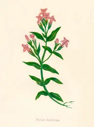 Genziana dei Campi, c1891, 1891