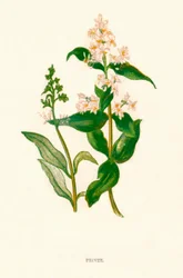 Ligustro, c1891, 1891