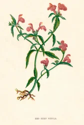 Ortica rossa