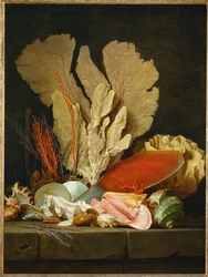Panaches de mer, lithophytes et coquilles - Natura morta con conchiglie e coralli ...