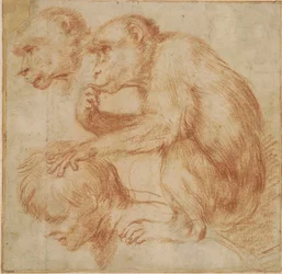 Carracci - Una scimmia sulle spalle di un uomo di profilo a sinistra e uno studio del suo volto, studio per un dipinto Gesso rosso, Ff,2.115