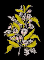 Fioritura botanica sul nero