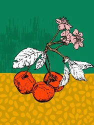Fiori di ciliegio