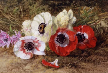 Anemoni