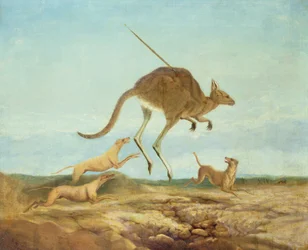 Caccia al canguro