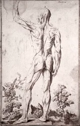 Studio anatomico del sistema muscolare umano