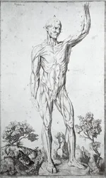 Studio anatomico del sistema muscolare umano (incisione)