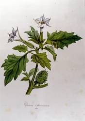 Tavola botanica: Datura Stramonium. Incisione in 