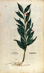 Tavola botanica: laurus alexandrina (Alloro di Alessandria). Incisione in "Historia Stirpium" di Leonhart Fuchs (1501-1566), medico e botanico tedesco, Basilea