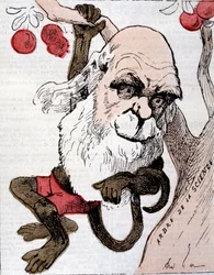 Caricatura di Charles Robert Darwin (1809 - 1882) in "La Lune"
