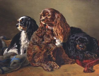 Spaniel di Re Carlo