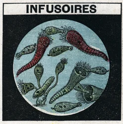 Proiezione della luce: uso di una lanterna di proiezione per osservare gli infusori. Illustrazione anonima del 1925. Collezione privata.