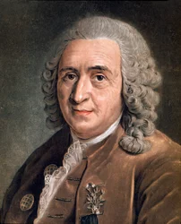 Ritratto di Carlo Linneo (Carl von Linné, Linneo 1707 - 1778), naturalista svedese. Dipinto anonimo. XVIII secolo