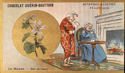 Viola è una tisana. Incisione (cromo). Cromolitografia pubblicitaria per i cioccolatini Guerin-Boutron, fine XIX secolo. Serie Botanica Illustrata