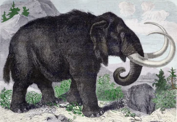 Rappresentazione di un mammut. Ricostruito dopo le scoperte di Adams, membro dell