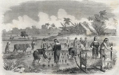 Coltivazione del riso a Manila nelle Filippine nel 1864. Incisione anonima. Collezione privata.