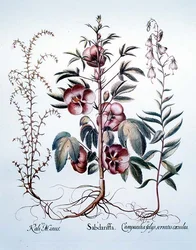 Sabdariffa, tedesco