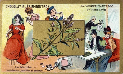 Menta vulnerabile, pastiglie e bevanda. Cromolitografia pubblicitaria per i cioccolatini Guerin-Boutron, fine XIX secolo. Serie Botanica Illustrata