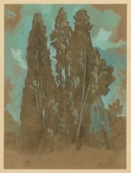 Studio di cipressi