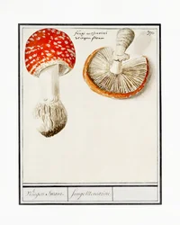 Amanita muscaria