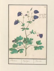 Aquiliegia (Aquilegia)