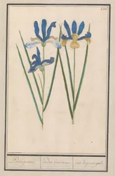 Iris blu (Iris sibirica)