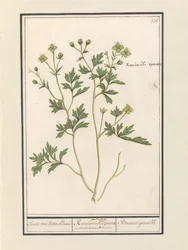 Ranuncolo (Ranunculus)
