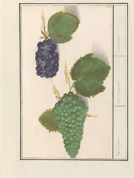 Uva (Vitis vinifera) Uve. / uva Vulgaris. / Uvetta (titolo sull