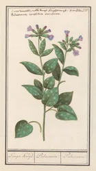 Polmonaria officinalis (Pulmonaria officinalis)