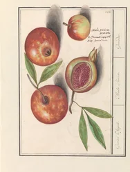 Melograno (Punica granatum)