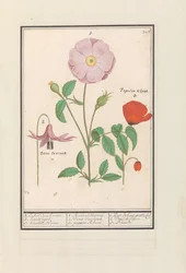 Hondstand (Erythronium), Rosa Selvatica (Rosa) e un Papavero (Papaver)