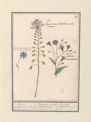 Giacinto crestato (Muscari comosum) e fiordaliso (Centaurie)