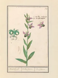Orchidea Bombina Ridente (Ophrys bombyliflora) e anemoni (Anemone)