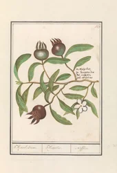 Nespolo (Mespilus germanica)