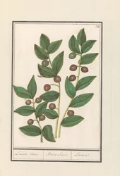 Olivo (Olea europaea)