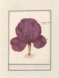 Cavolo rosso (Brassica oleracea convar. capitata var. rubra)