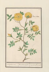 Rosa (Rosa)