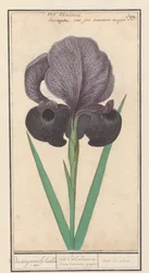 Iris susiana
