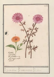 Fiore rosa (sconosciuto) e calendula (Calendula officinalis)