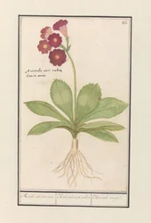 Primula