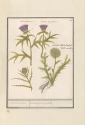 Cardo (Carduus) e Carciofo (Cynara cardunculus)