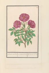 Rosa Selvatica (Rosa)