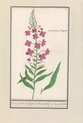 Epilobio (Chamerion angustifolium)