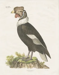 Condor delle Ande (litografia colorata a mano)