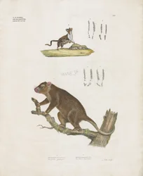 Marsupiali australiani con dettagli dentali (litografia colorata a mano)
