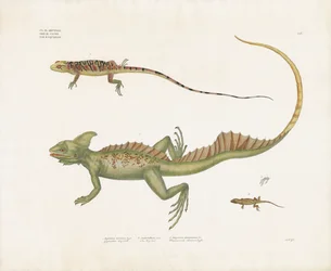 Basilischi e piccole lucertole con caratteristiche distintive (litografia colorata a mano)